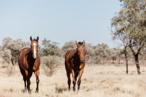 Two brown horses walking in a dry grassland - Australian Stock Image