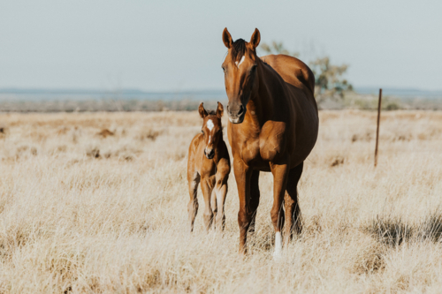 Two brown horses walking in a dry grassland - Australian Stock Image