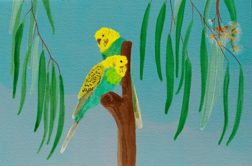 Two budgerigars on twig against blue sky surrounded with hanging gum leaves and blossoms - Australian Stock Image