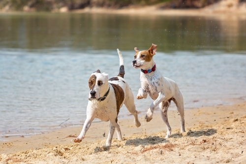 Two Bull Arabs playing on the beach - Australian Stock Image