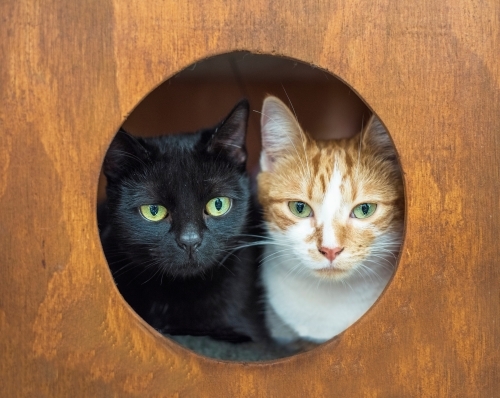 Two cats in a cat box looking out. - Australian Stock Image