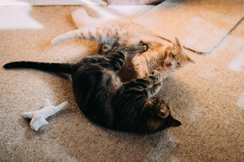 Two cats play fighting - Australian Stock Image