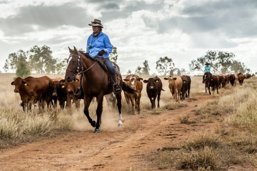 Two Caucasian women mustering a mob of cattle on the move in the dust.