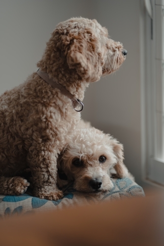 Two cavoodles sitting on a cushion looking out a window - Australian Stock Image