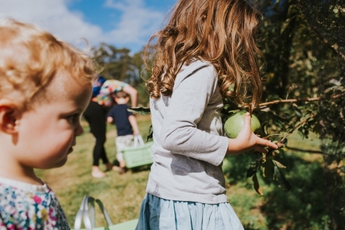 Two children picking granny smith apples at the farm