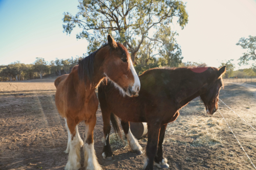 Two Clydesdale horses in sunny pasture showcasing strength and gentle demeanor - Australian Stock Image