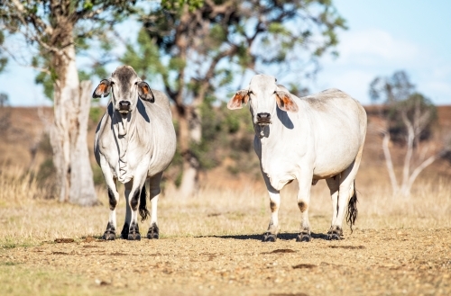 Two cows in the paddock on a sunny day - Australian Stock Image