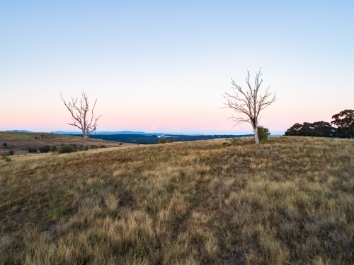 Two dead gum trees in paddock at dusk with pastel sky - Australian Stock Image