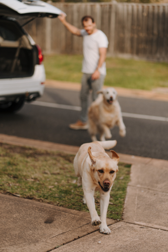 Two dogs getting off the car boot. - Australian Stock Image