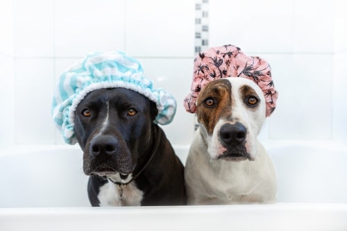 Two dogs in a bathtub with showercaps
