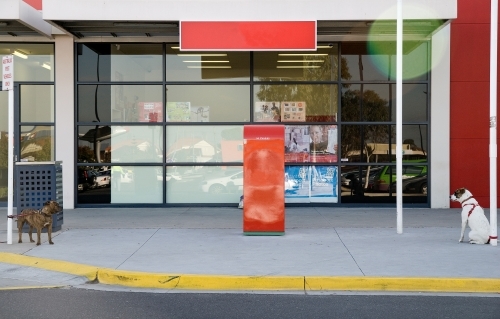 Two dogs observe each other while tied to poles - Australian Stock Image