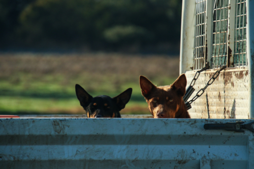 Two dogs on metal chains at the back of utility vehicle - Australian Stock Image