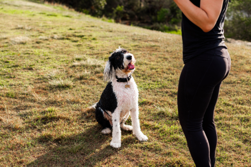 Two dogs, one black and white, the other small and white, interact with their owner on a sunny day - Australian Stock Image