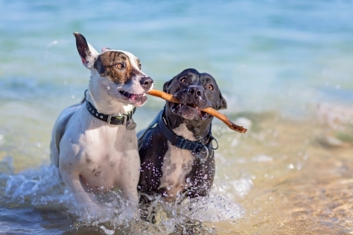 Two dogs, one stick