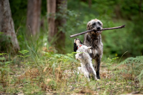 Two dogs playfully sharing a large stick in the forest - Australian Stock Image