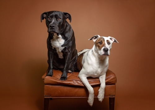 two dogs sitting on a leather ottoman