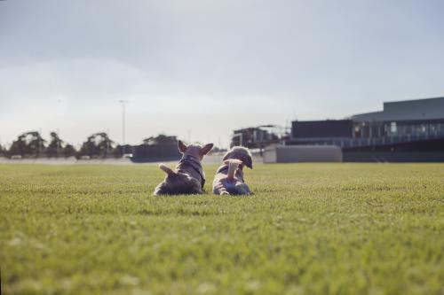 Two dogs stretching in a park