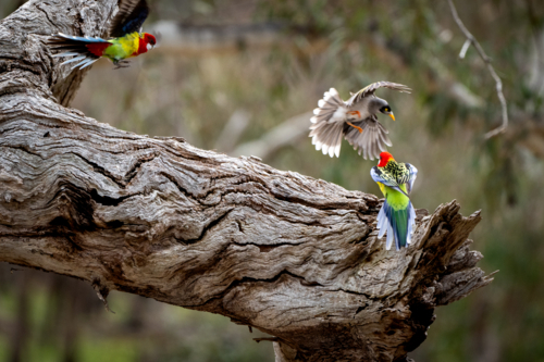 Two eastern rosellas on a gnarled tree branch as a noisy miner swoops in mid-air confrontation - Australian Stock Image