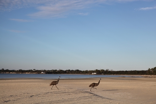 two emus by the seashore - Australian Stock Image
