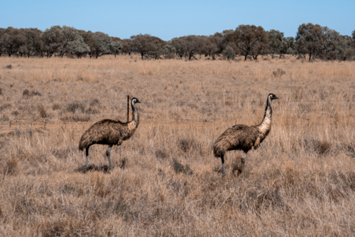 Two emus on the side of the road - Australian Stock Image
