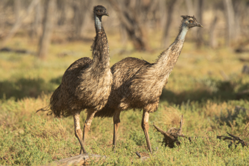 Two emus walking in bushland with green background - Australian Stock Image