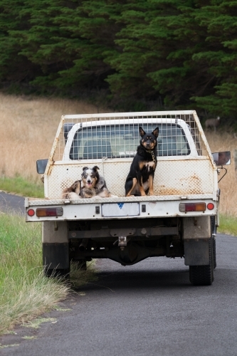 Two farm dogs sit on ute as farmer drives down country lane