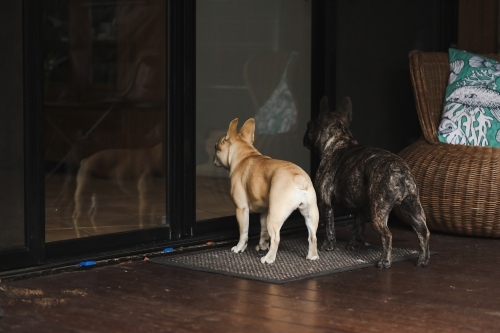 Two french bulldogs standing at glass door waiting to be let inside