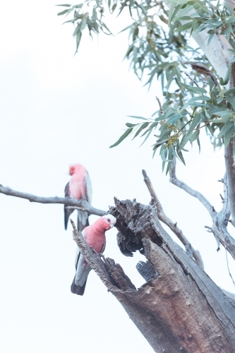 Two galahs perched on dead branch against white sky - Australian Stock Image