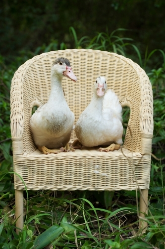 two geese sitting on rattan chair