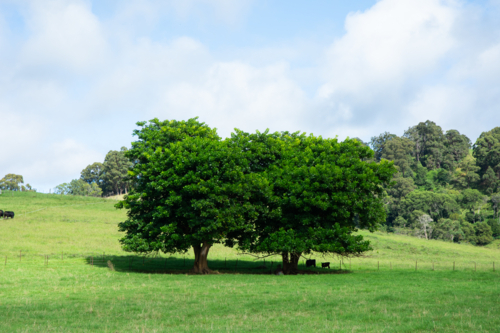 Two green trees and cows in sunny paddock and blue sky - Australian Stock Image