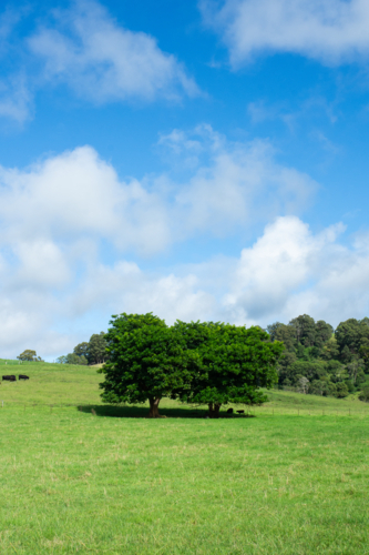 Two green trees in middle of paddock on sunny day - Australian Stock Image
