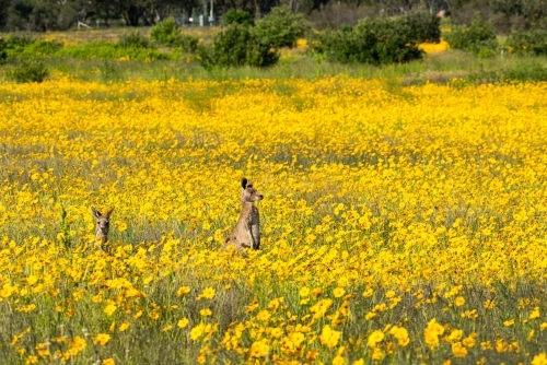 Two Grey Kangaroo in amongst a field of yellow wild flowers - Australian Stock Image