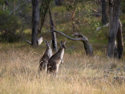 Two grey kangaroos standing in long grass - Australian Stock Image