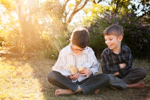 Two happy young boys holding fluffy yellow chicks in the backyard - Australian Stock Image