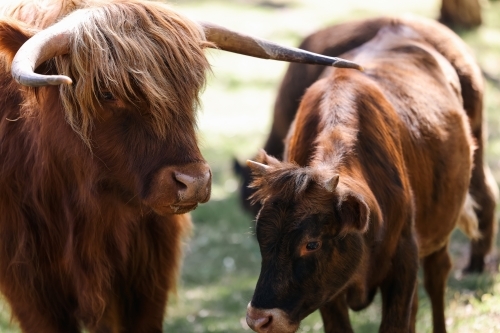 Two highland cows calmly grazing in field - Australian Stock Image