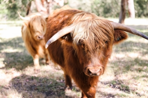 Two highland cows calmly walking in field - Australian Stock Image