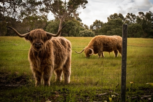 Two Highland cows in paddock