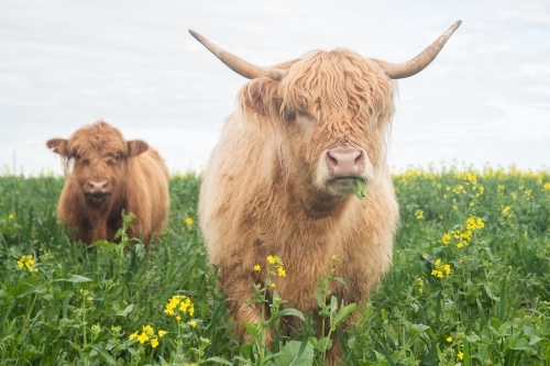 Two highland cows standing in big paddock with yellow flowers - Australian Stock Image