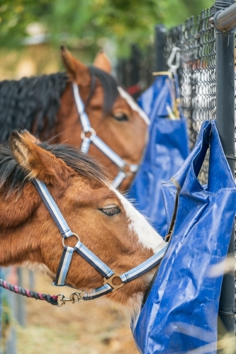 Two horses eating food out of feedbags hanging on a fence