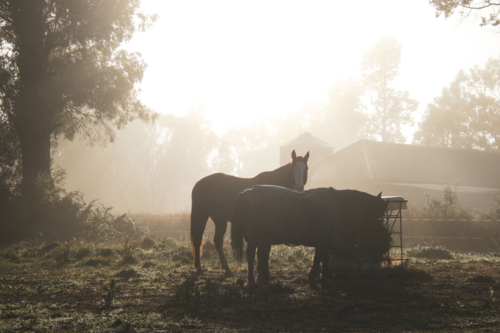 Two horses feeding in a metal trough in an open field - Australian Stock Image