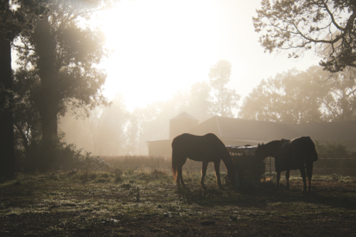 Two horses feeding in a metal trough in an open field - Australian Stock Image