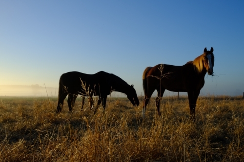 Two Horses in a paddock on a farm at Sunrise - Australian Stock Image