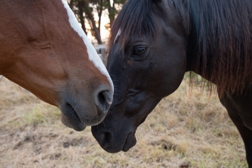 Two Horses Standing Close to each other
