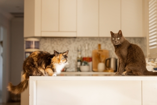 Two indoor cats sitting on kitchen counter waiting to be fed their dinner