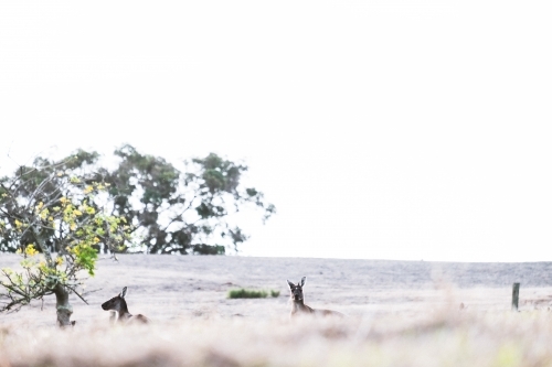 Two kangaroos in a field half hidden by foreground with one looking at the camera