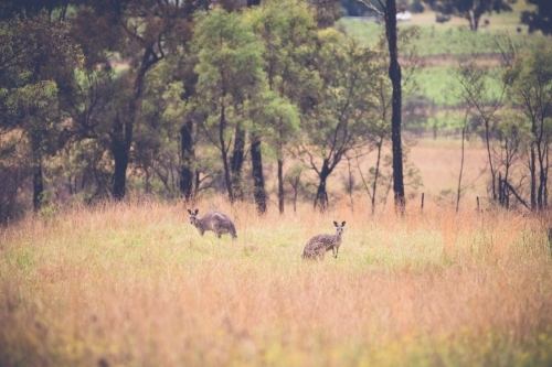 Two kangaroos in a grassy field
