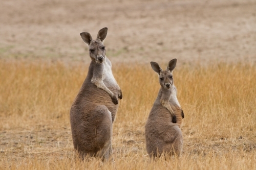 Two Kangaroos in the Outback - Australian Stock Image