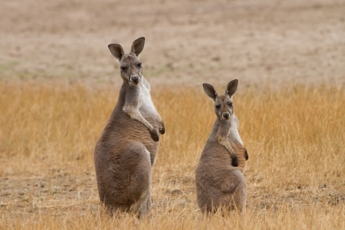 Two Kangaroos in the Outback