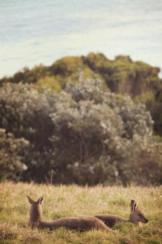 Two kangaroos lying down in a field