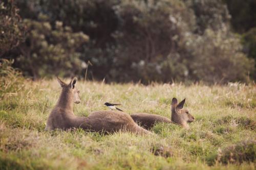 Two kangaroos lying on the grass - Australian Stock Image